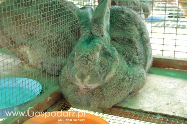 Królik Belgijski Olbrzym Szary