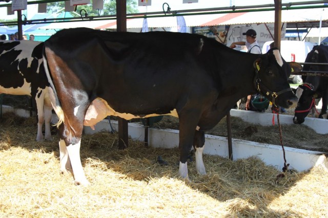 Bydło - Szepietowo 2012 XIX Regionalna Wystawa Zwierząt Hodowlanych - 4