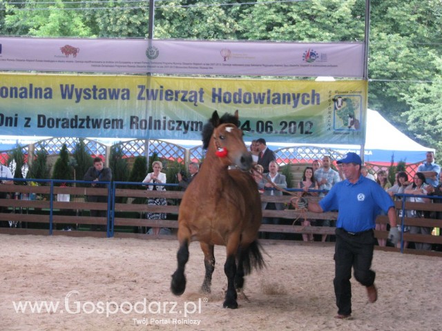 Konie - Szepietowo 2012 XIX Regionalna Wystawa Zwierząt Hodowlanych - 33