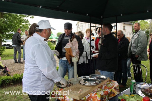 Pierwsze dni indyka w Koźminku