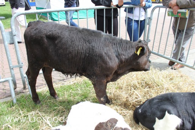 VII Ogólnopolska Wystawa Bydła Hodowlanego - 99