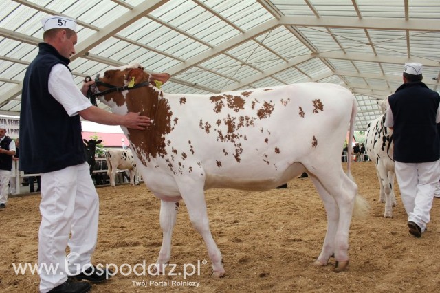VII Ogólnopolska Wystawa Bydła Hodowlanego - 16
