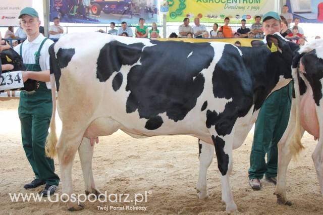 Bydło - Szepietowo 2012 XIX Regionalna Wystawa Zwierząt Hodowlanych - 97