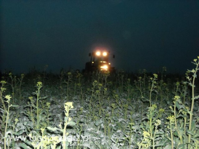 JD wieczorem na tle rzepaku