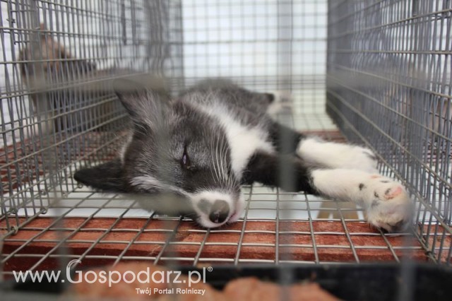 Lis pospolity białoszyjny