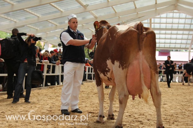 VII Ogólnopolska Wystawa Bydła Hodowlanego - 133