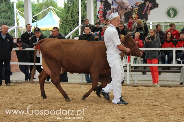 Prezentacja Championów na VII Ogólnopolskiej Wystawie Bydła Hodowlanego w Sielinku 2012 - 22