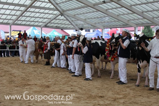 VII Ogólnopolska Wystawa Bydła Hodowlanego - 22