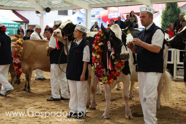 VII Ogólnopolska Wystawa Bydła Hodowlanego - 71