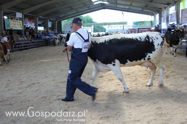 Bydło - Szepietowo 2012 XIX Regionalna Wystawa Zwierząt Hodowlanych - 9