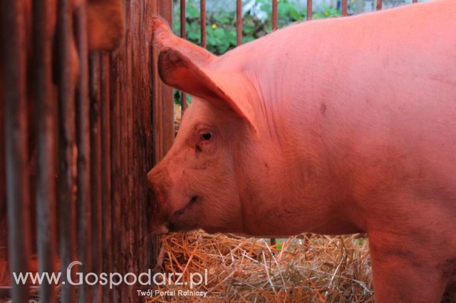 XX Targi Rolnicze Lubniewice