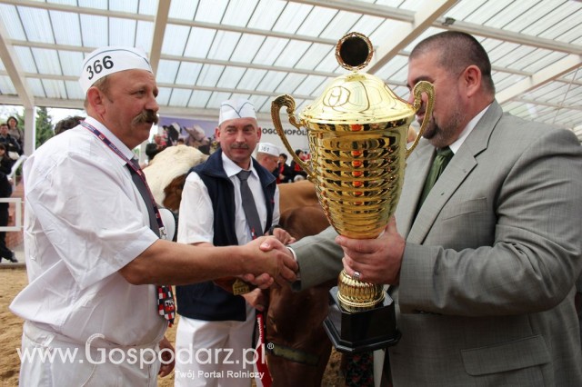VII Ogólnopolska Wystawa Bydła Hodowlanego - 66