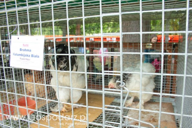 Kurki Brahma Kolumbijska Biała