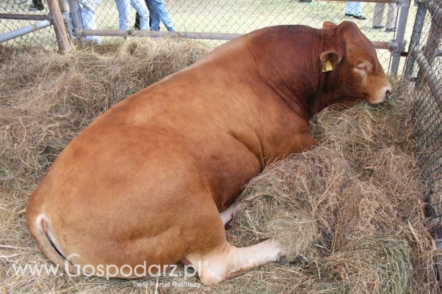 XX Targi Rolnicze Lubniewice