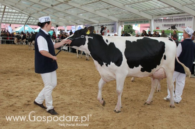 VII Ogólnopolska Wystawa Bydła Hodowlanego - 63