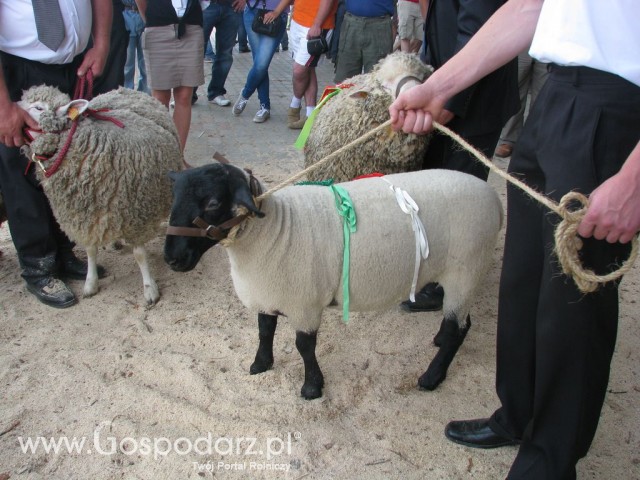 Owce - Szepietowo 2012 XIX Regionalna Wystawa Zwierząt Hodowlanych - 27