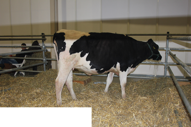 Foto reportaż z Międzynarodowych Targów Hodowli Zwierząt FARMA