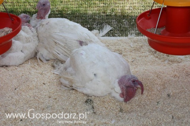 Pierwsze dni indyka w Koźminku