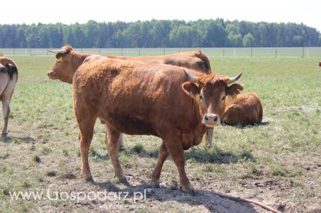 Wypas bydła zdjęcie nr 12