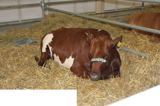 Foto reportaż z Międzynarodowych Targów Hodowli Zwierząt FARMA