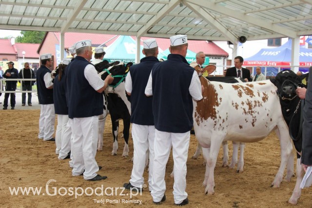 VII Ogólnopolska Wystawa Bydła Hodowlanego - 5