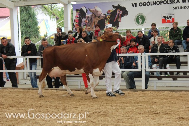 Prezentacja Championów na VII Ogólnopolskiej Wystawie Bydła Hodowlanego w Sielinku 2012 - 13