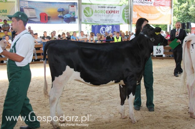 Bydło - Szepietowo 2012 XIX Regionalna Wystawa Zwierząt Hodowlanych - 115