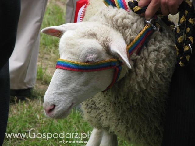 Owce - Szepietowo 2012 XIX Regionalna Wystawa Zwierząt Hodowlanych - 16