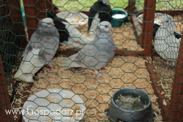 Gołębie Weisskopy Czerwone