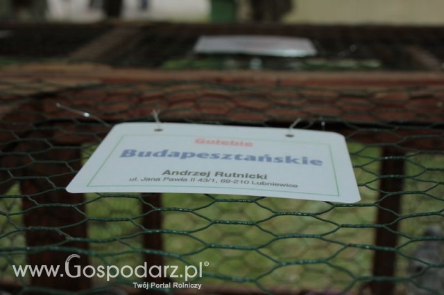 Gołębie Budapesztańskie