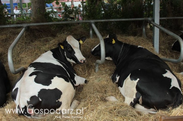 XX Targi Rolnicze Lubniewice