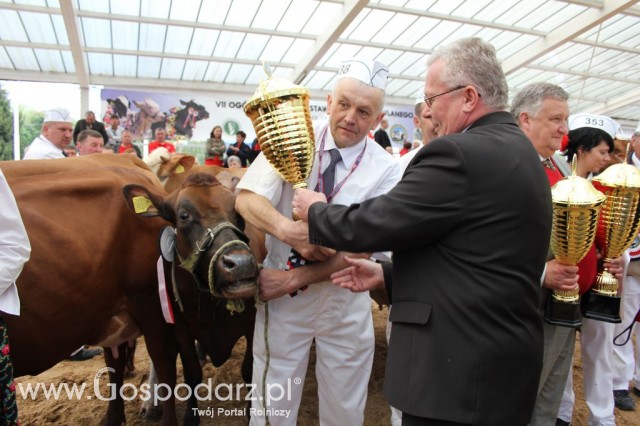 VII Ogólnopolska Wystawa Bydła Hodowlanego - 64