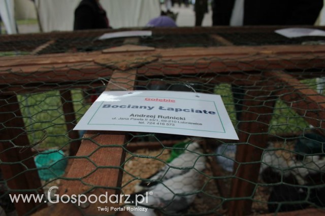 Gołębie Bociany Łapciate