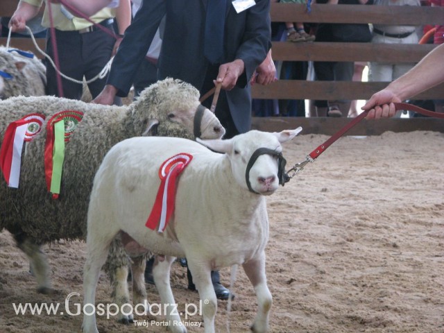 Owce - Szepietowo 2012 XIX Regionalna Wystawa Zwierząt Hodowlanych - 34