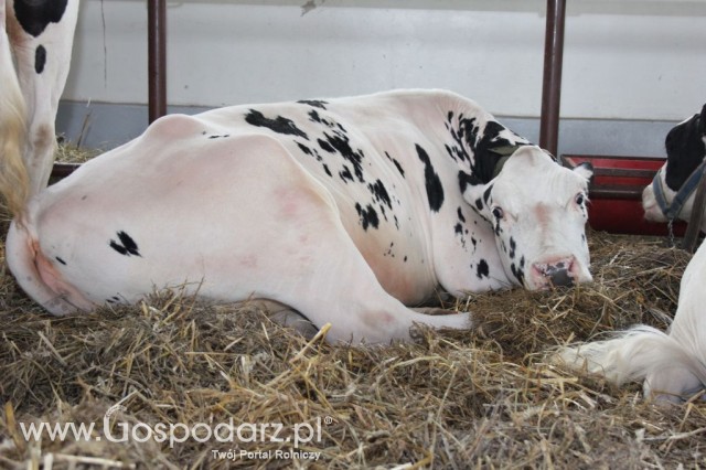 VII Ogólnopolska Wystawa Bydła Hodowlanego - 153