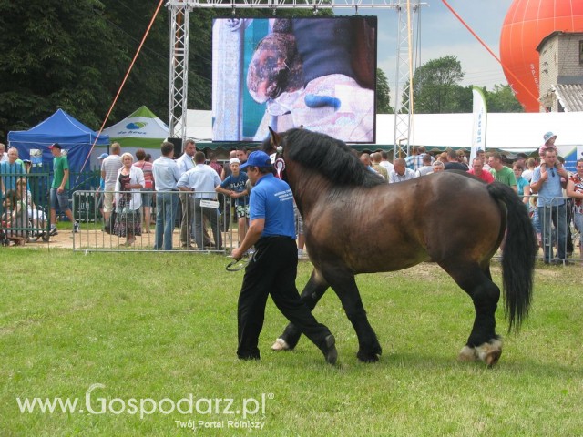 Konie - Szepietowo 2012 XIX Regionalna Wystawa Zwierząt Hodowlanych - 14