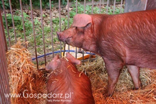 XX Targi Rolnicze Lubniewice