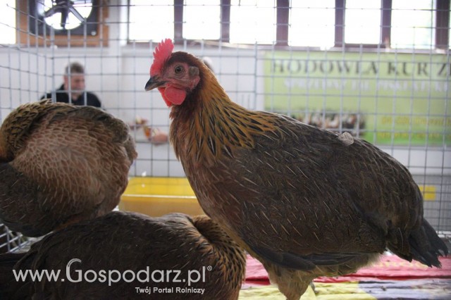 Drób - Szepietowo 2012 XIX Regionalna Wystawa Zwierząt Hodowlanych - 16