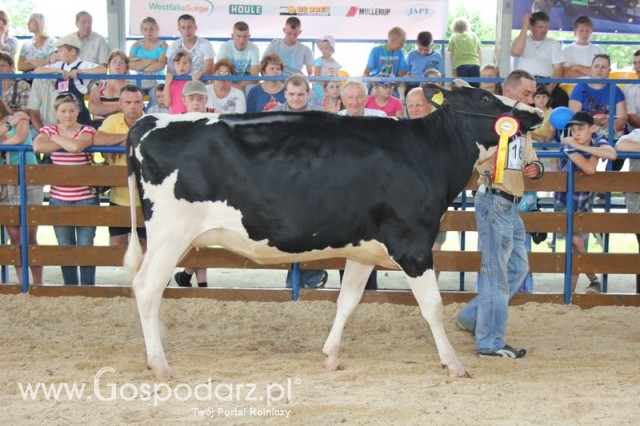 Bydło - Szepietowo 2012 XIX Regionalna Wystawa Zwierząt Hodowlanych - 125