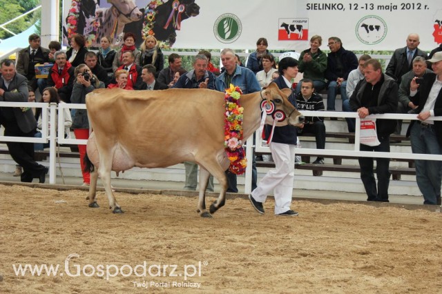 Prezentacja Championów na VII Ogólnopolskiej Wystawie Bydła Hodowlanego w Sielinku 2012 - 15