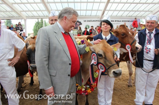 VII Ogólnopolska Wystawa Bydła Hodowlanego - 62