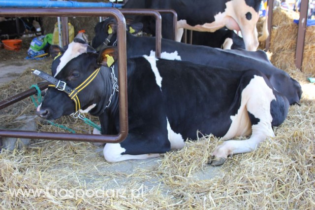 Bydło - Szepietowo 2012 XIX Regionalna Wystawa Zwierząt Hodowlanych - 17