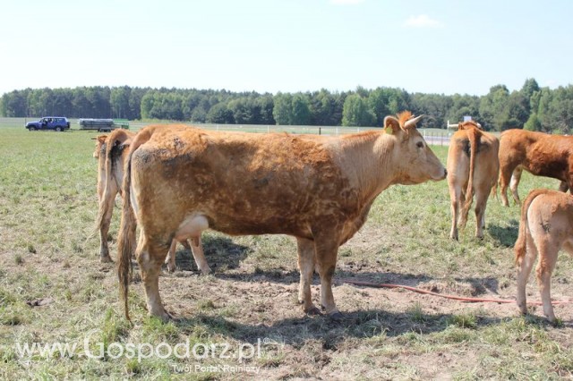 Wypas bydła zdjęcie nr 3
