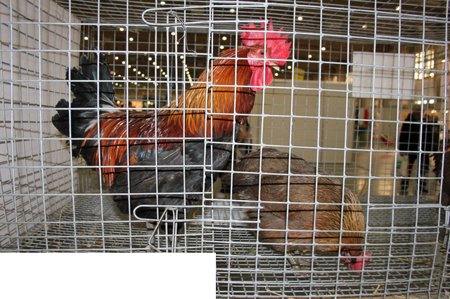 Foto reportaż z Międzynarodowych Targów Hodowli Zwierząt FARMA