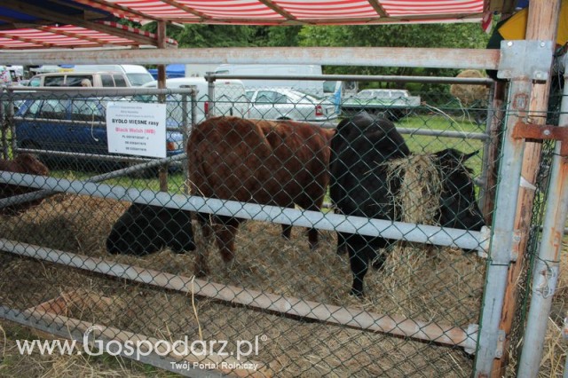 Bydło mięsne rasy Welsh Black