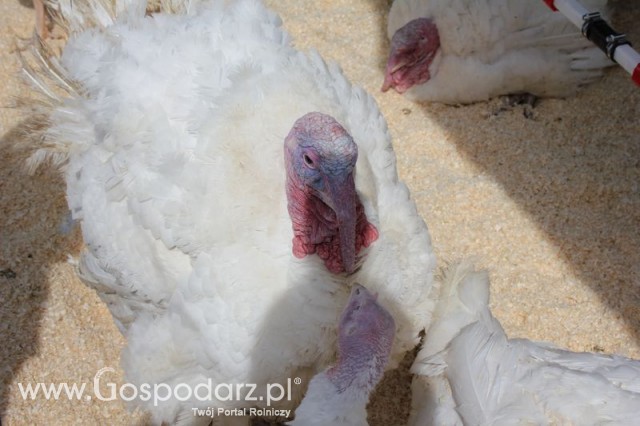 Pierwsze dni indyka w Koźminku