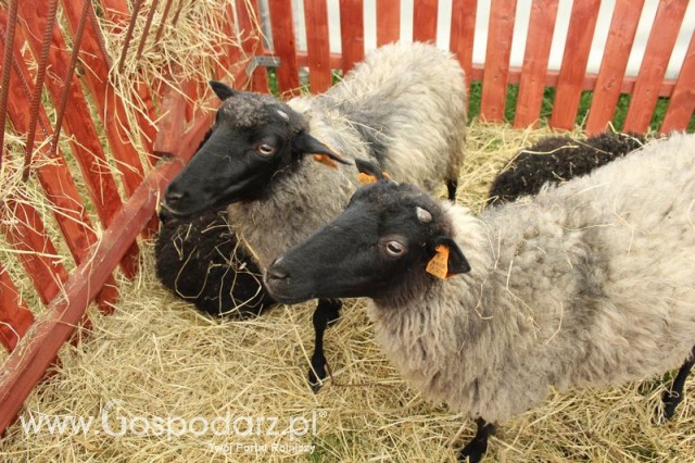 IZOO Balice dzień drugi  - 34