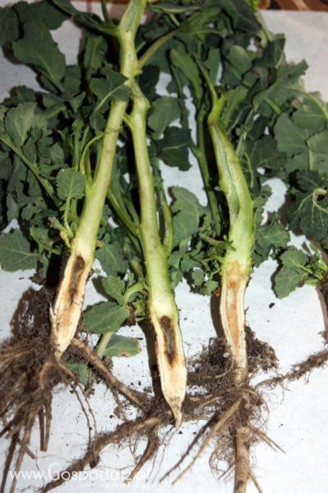 Taki rzepak był w Wielkopolsce :( 