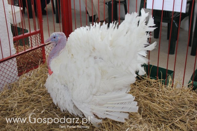 Drób - Szepietowo 2012 XIX Regionalna Wystawa Zwierząt Hodowlanych - 32