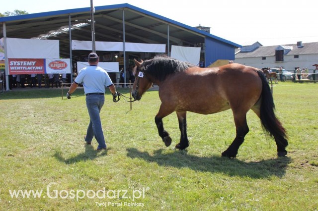 Konie - Szepietowo 2012 XIX Regionalna Wystawa Zwierząt Hodowlanych - 3